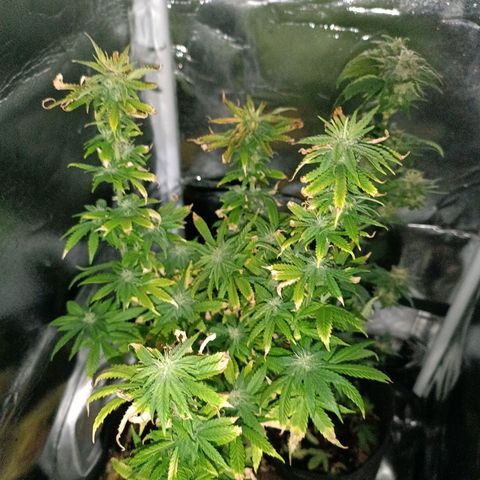 Ãrtŭrå growlog timeline photo