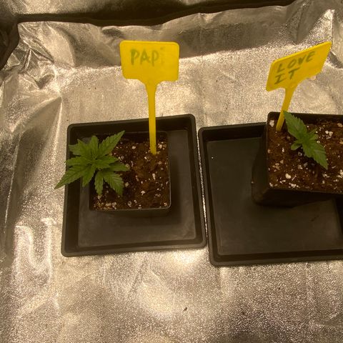 Tropicanna Banana #1 growlog timeline photo
