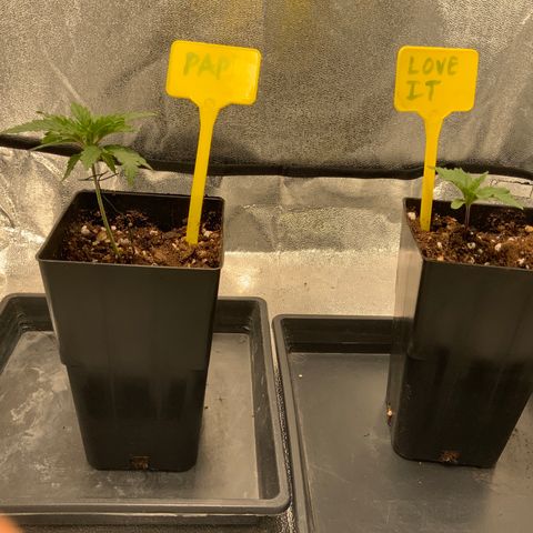 Tropicanna Banana #1 growlog timeline photo