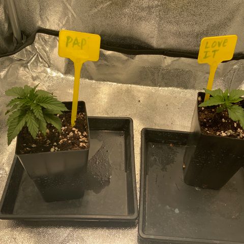 Tropicanna Banana #1 growlog timeline photo