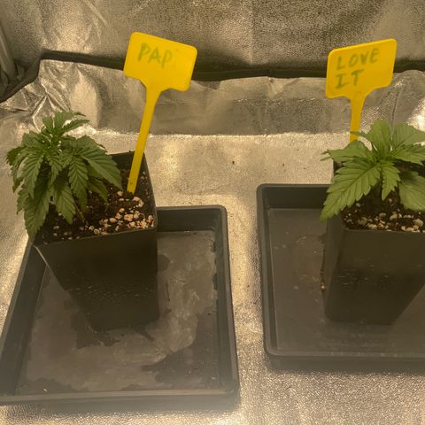 Tropicanna Banana #1 growlog photo: Estaba seca la tierra. No puedo dejarlas dos días sin agua a esta altura con 100ml 