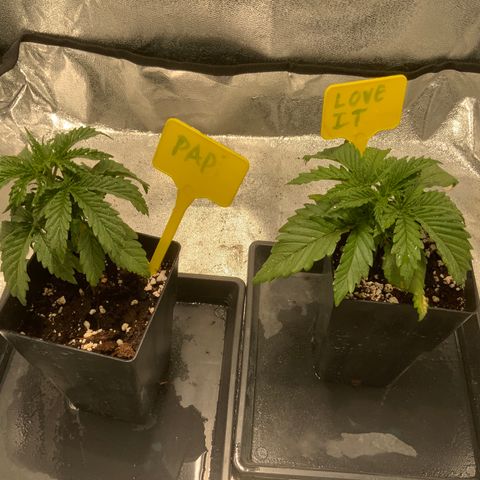 Tropicanna Banana #1 growlog timeline photo