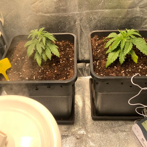 Tropicanna Banana #1 growlog photo: Se agrego humidificador y medidor de humedad y temperatura 
