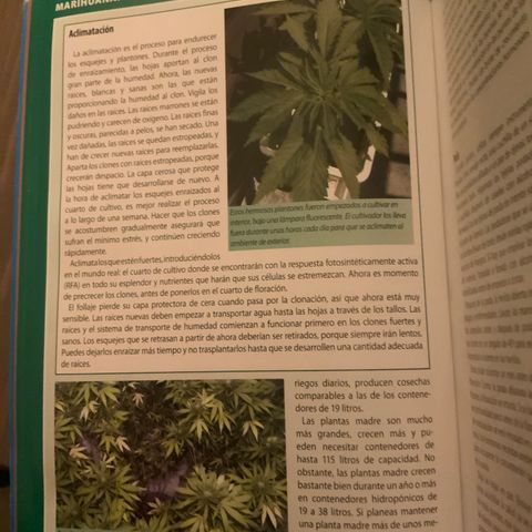 Tropicanna Banana #1 growlog photo: Guía de transplante 
