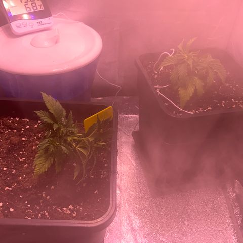 Tropicanna Banana #1 growlog timeline photo