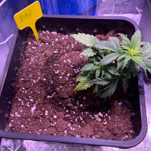 Tropicanna Banana #1 growlog timeline photo