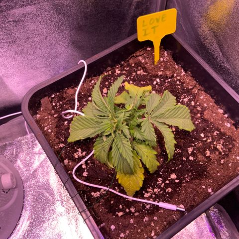 Tropicanna Banana #1 growlog timeline photo