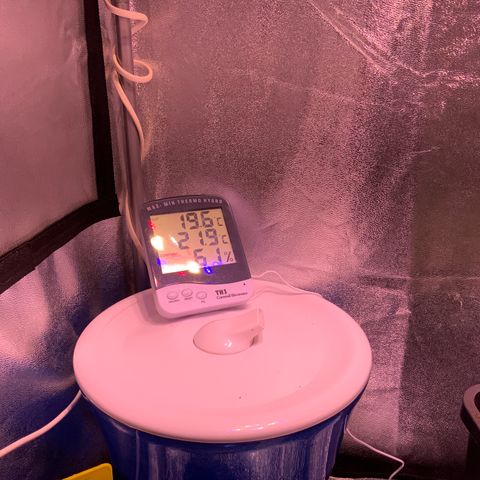 Tropicanna Banana #1 growlog timeline photo