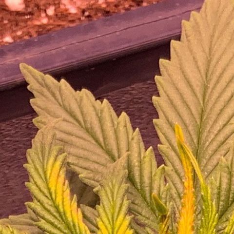 Tropicanna Banana #1 growlog photo: Quemaduras en los nuevos brotes 
