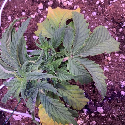 Tropicanna Banana #1 growlog photo: Quemaduras en los nuevos brotes 
