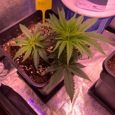 Tropicanna Banana #1 growlog timeline photo