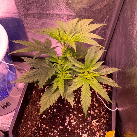 Tropicanna Banana growlog timeline photo