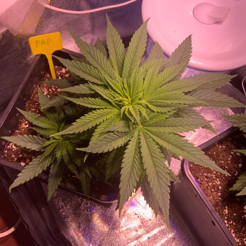 Tropicanna Banana #1 growlog photo: deficiencia 
