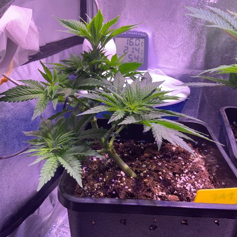 Tropicanna Banana #1 growlog timeline photo
