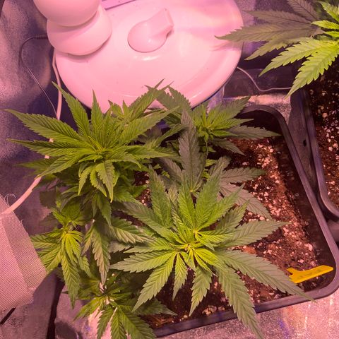 Tropicanna Banana #1 growlog timeline photo