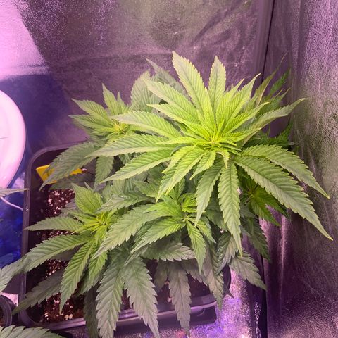 Tropicanna Banana #1 growlog photo: Carencia de potasio por exceso de minerales en tierra.