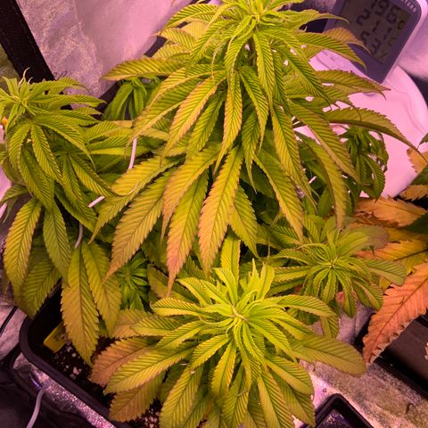 Tropicanna Banana #1 growlog timeline photo