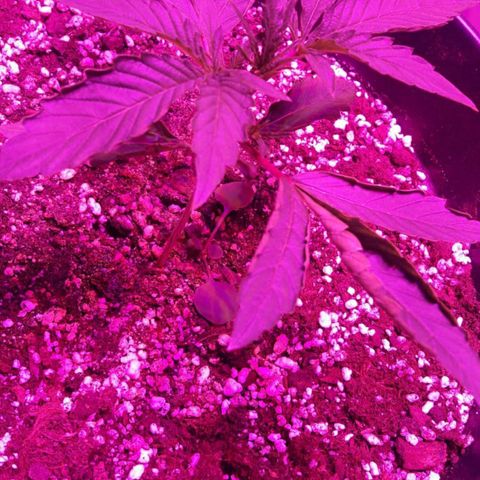 Purple Punch Auto growlog timeline photo