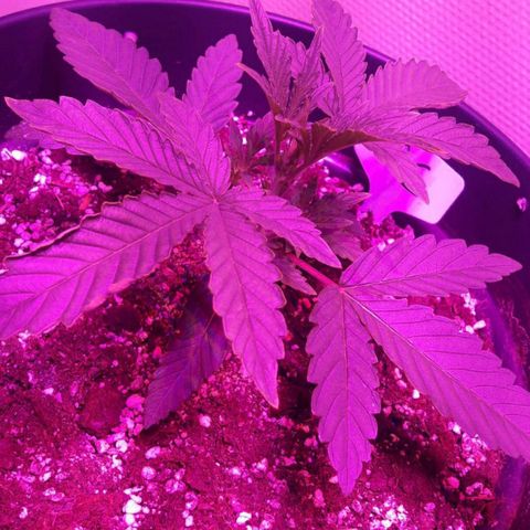 Wedding Cake Auto growlog timeline photo