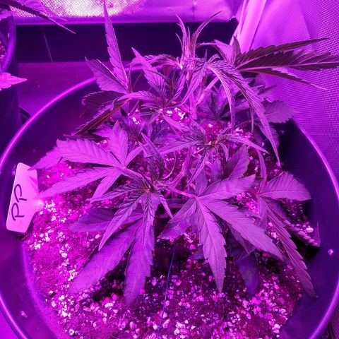 Purple Punch Auto growlog timeline photo