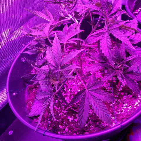 Wedding Cake Auto growlog timeline photo