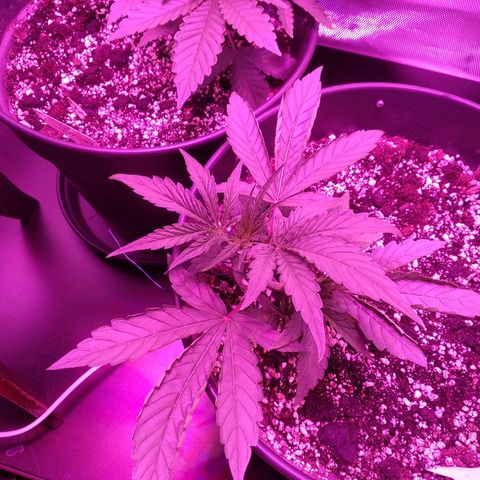 Purple Punch Auto growlog timeline photo