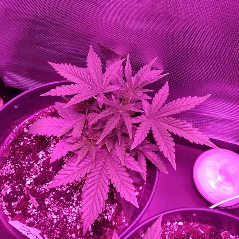 Wedding Cake Auto growlog timeline photo