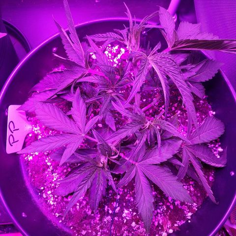 Purple Punch Auto growlog timeline photo