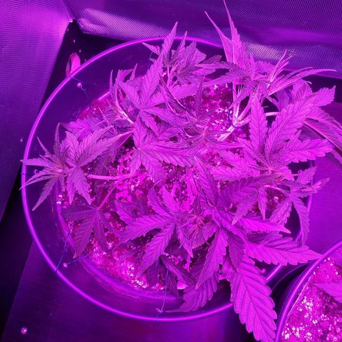 Wedding Cake Auto growlog timeline photo