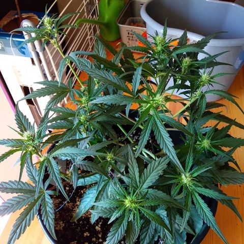 Purple Punch Auto growlog timeline photo