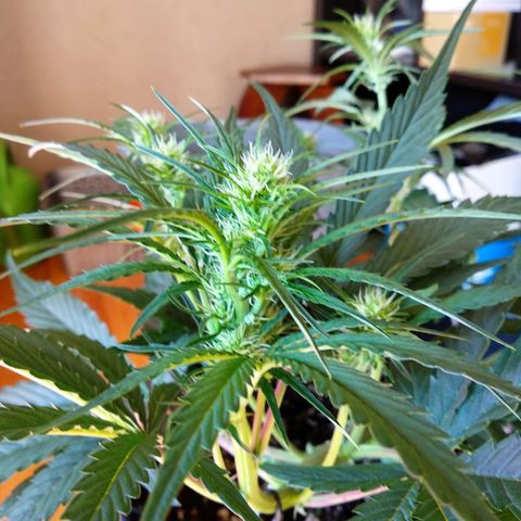 Purple Punch Auto growlog timeline photo