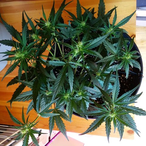 Purple Punch Auto growlog timeline photo
