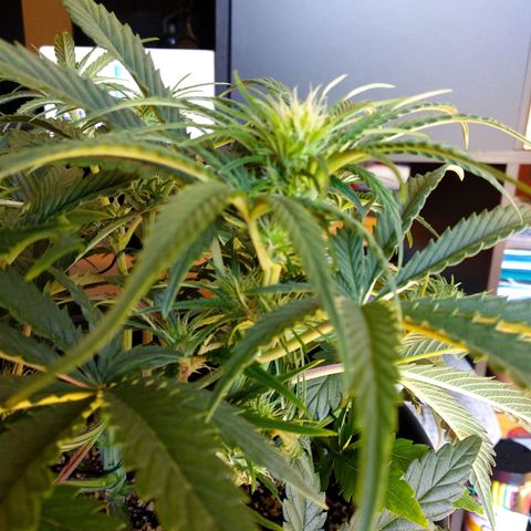 Wedding Cake Auto growlog timeline photo