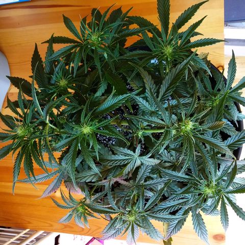 Wedding Cake Auto growlog timeline photo