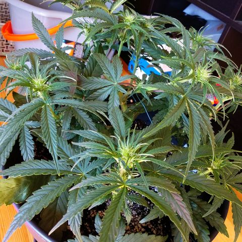 Wedding Cake Auto growlog timeline photo