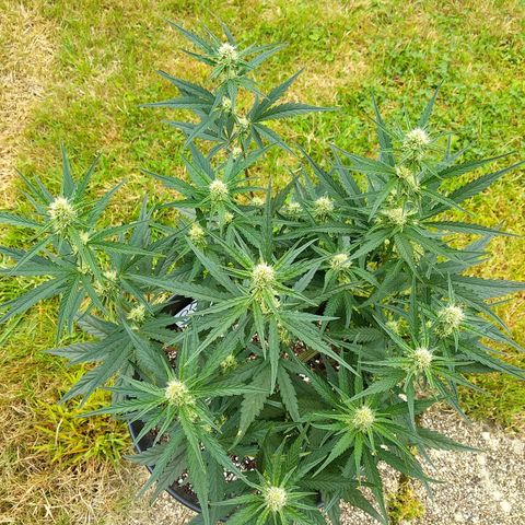 Purple Punch Auto growlog timeline photo