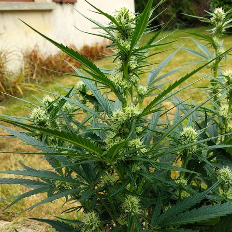 Purple Punch Auto growlog timeline photo