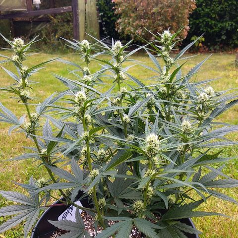 Purple Punch Auto growlog timeline photo