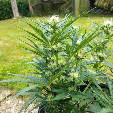 Wedding Cake Auto growlog timeline photo