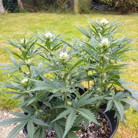 Wedding Cake Auto growlog timeline photo