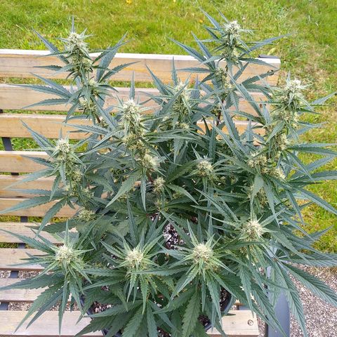 Purple Punch Auto growlog timeline photo