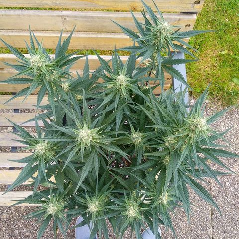 Purple Punch Auto growlog timeline photo