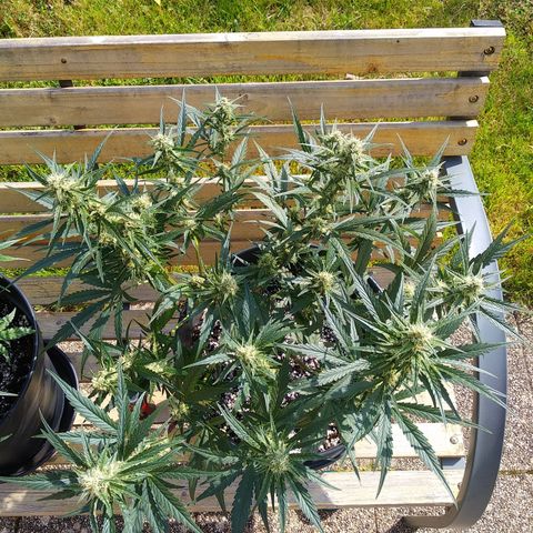Purple Punch Auto growlog timeline photo