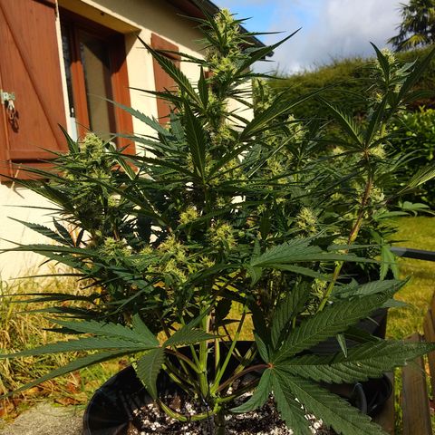 Purple Punch Auto growlog timeline photo