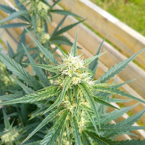Purple Punch Auto growlog timeline photo