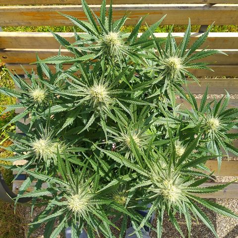 Wedding Cake Auto growlog timeline photo