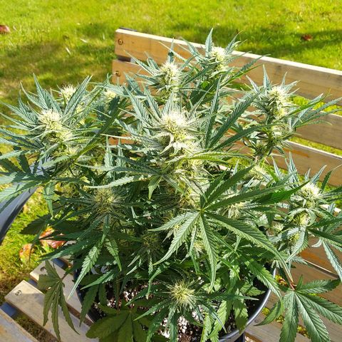 Wedding Cake Auto growlog timeline photo