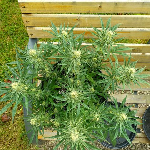 Wedding Cake Auto growlog timeline photo