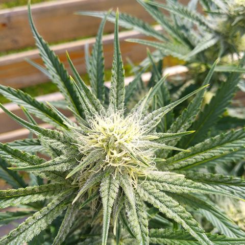 Wedding Cake Auto growlog timeline photo