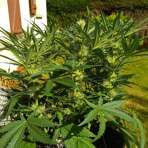 Wedding Cake Auto growlog timeline photo